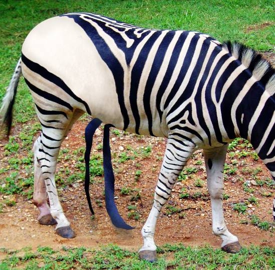Creation of White Zebra with Black Strips : Step 5